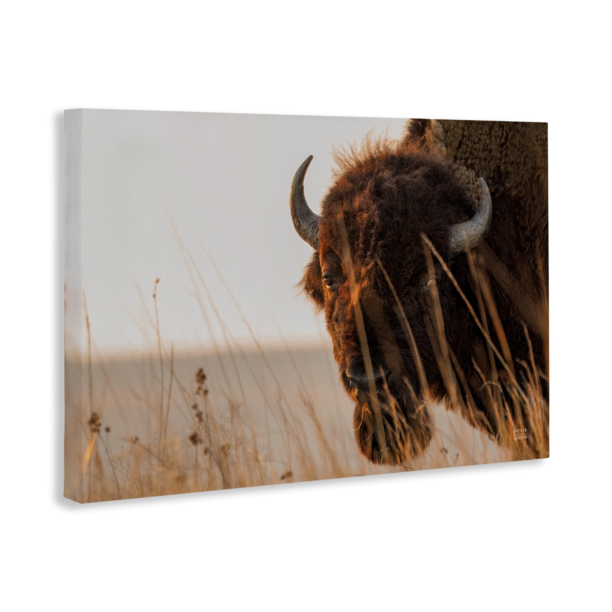 Stupell Industries Bison Sunset on Golden Prairie Canvas Wall Art, design by Nathan Larson