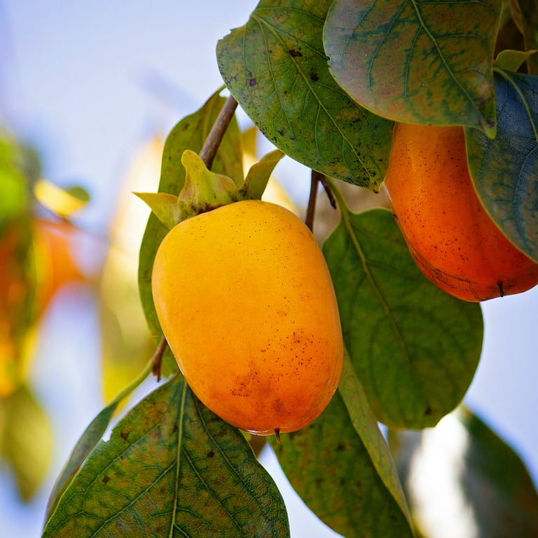 Expert Gardener 2-3 ft tall Saijo Persimmon Live Tree in 5-Gallon