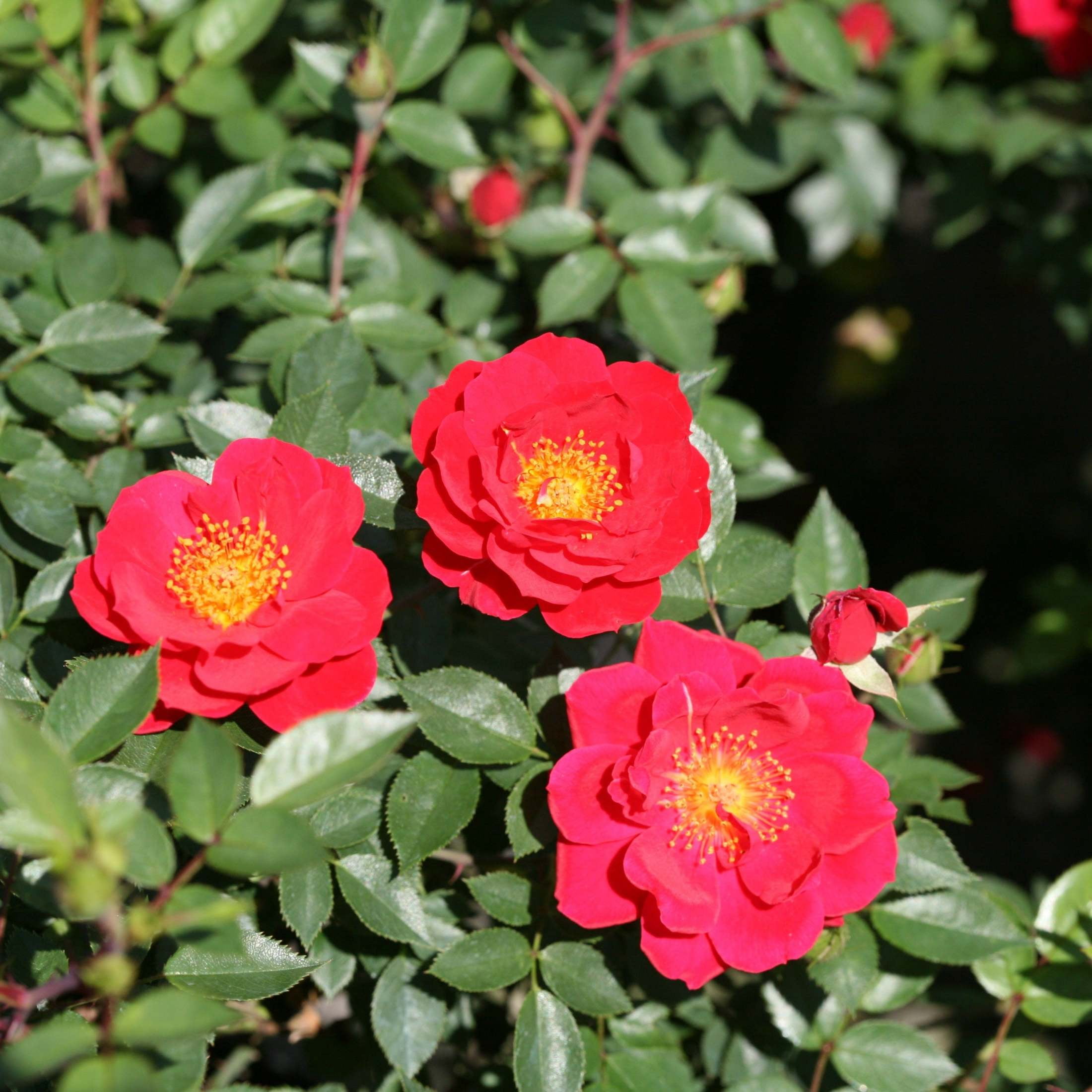 Proven Winners ColorChoice 5" Red Oso Easy Urban Legend Rose Live Plant in 4.5" Pot (4 Count)