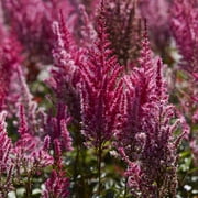 Van Zyverden Astilbe Mighty Chocolate Cherry, 3 Plant Roots, Red, Partial Shade, Perennial, Fragrant, 1lb