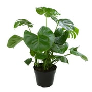 Swiss Cheese Houseplant, Monstera Deliciosa | 8in. Grow Pot; Partial Sun | Element by Altman Plants