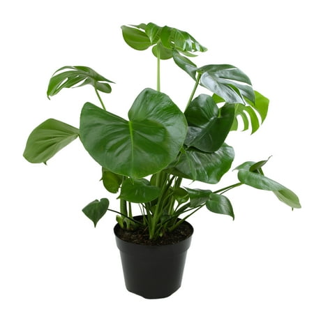Swiss Cheese Houseplant, Monstera Deliciosa | 8in. Grow Pot; Partial Sun | Element by Altman Plants