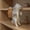 Gray dog, variant on Zeiwohndc Hanging Cats Statues Resin Animal Statue with Storage Basket Aquarium Decors