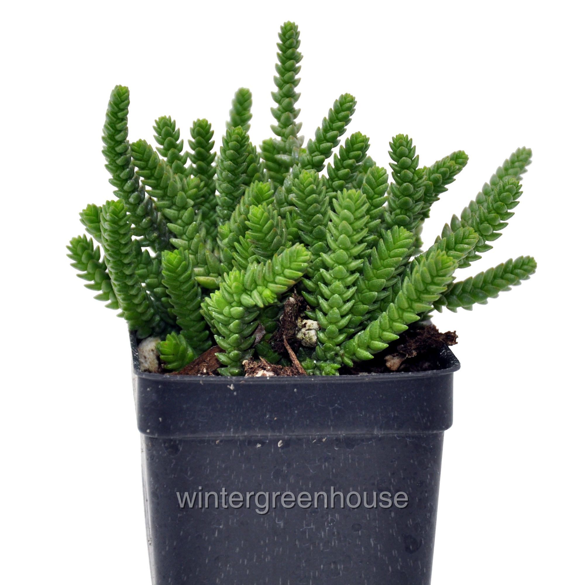 Crassula Muscosa Pseudolycopodiodes, Watch Chain Plant 3" (2.6x3.5