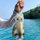 thumbnail image 1 of Cebo de pesca luminoso, señuelos de pesca de simulación con anzuelo de calamar vívido para pescar, 1 of 5