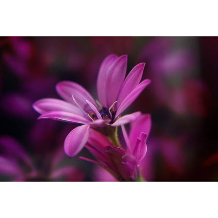 LAMINATED POSTER Purple Plant Spring Garden Nature Seeds Flower Poster Print 24 x