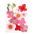 thumbnail image 1 of Advancent Conjunto de flores secas, materiales decorativos de calcomanías de flores reales, etiqueta de espécimen prensado, pintura, estilo postal, Decoración del hogar Rosado Advancent HA062474-05B, 1 of 6
