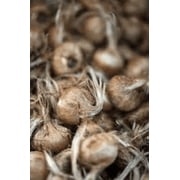 Saffron Crocus 30 Bulbs
