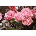 thumbnail image 3 of Seedville 50 La France Pink Carnation Seeds, Dianthus Caryophyllus Chabaud Flower, 3 of 8