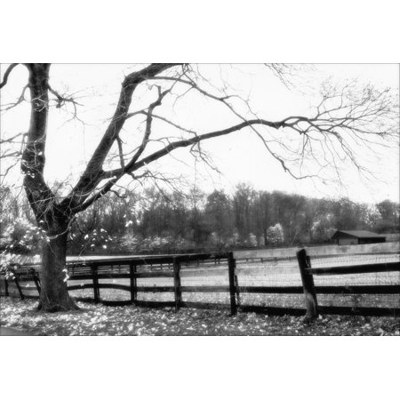 Winter Morning Texture Pl.3-HARTRE75430 Print 15"x22" by Harold Silverman - Trees & Old Fences in a Un (Canvas Only)