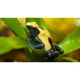 thumbnail image 2 of Richardson, Larry 32x20 Gold Ornate Wood Framed with Double Matting Museum Art Print Titled - Poison dart frogs are highly poisonous, 2 of 4