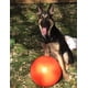 thumbnail image 3 of Bola Indestructible para Perro Doggie Dooley Plástico Duro Variada, 3 of 6