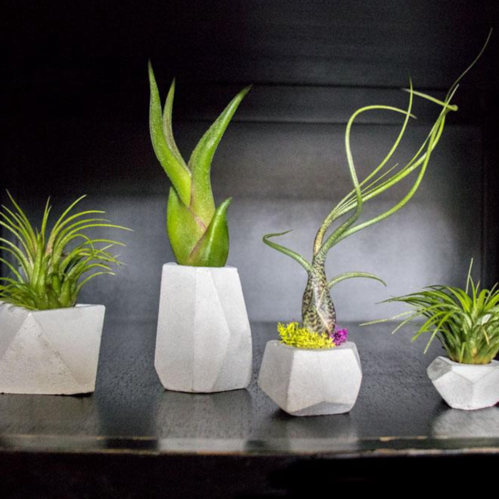Altman Plants 4" Tillandsia Live Air Plants (12 Pack)