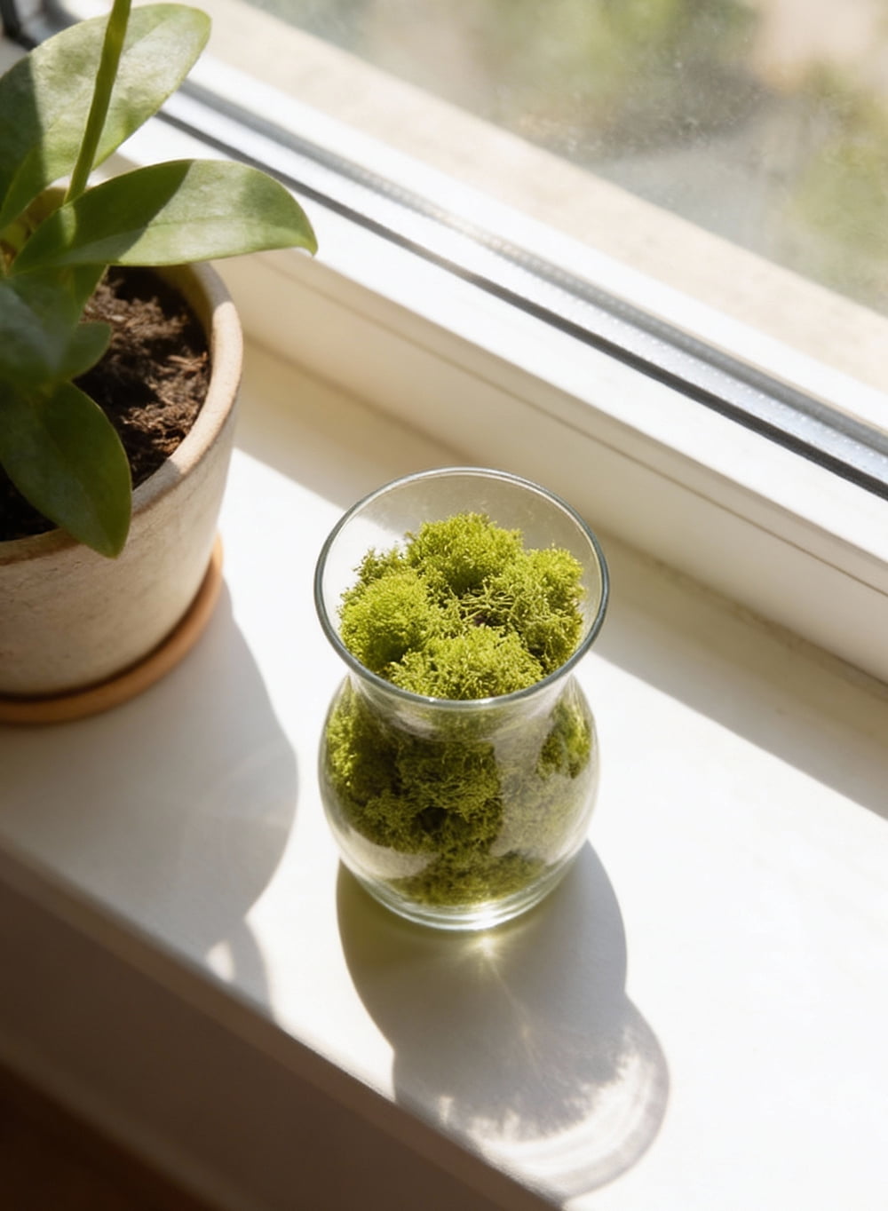 Serene Spaces Living Green Preserved Low-Maintenance Natural Moss Decorative Filler, 8 Ounce Bag