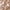 Brown, variant on Agnes Orinda Women's Plus Size Floral Ruffle Sleeve Summer Babydoll Blouses 3X Green