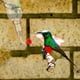 thumbnail image 4 of Tubos y Tapones para Comederos de Colibríes con Repuestos Exteriores., 4 of 8