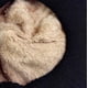 thumbnail image 5 of Gorros de punto de invierno para mujer, gorros cálidos para mujer, gorros de lana para nieve y esquí con visera, gorros de punto cálidos para mujer para invierno, 5 of 8