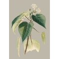 thumbnail image 2 of Cooke, E.W. 24x32 White Modern Wood Framed Museum Art Print Titled - Botanical Cabinet II, 2 of 4