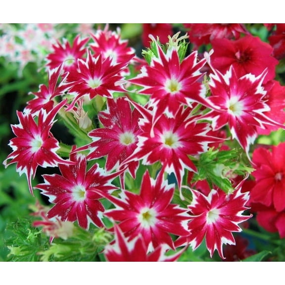 50 Bright Red Phlox Seeds