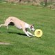 thumbnail image 4 of Mascotas de plástico juguetes de disco volador entrenamiento deportivo al aire libre para cachorros de margen dorado amarillo, 4 of 8