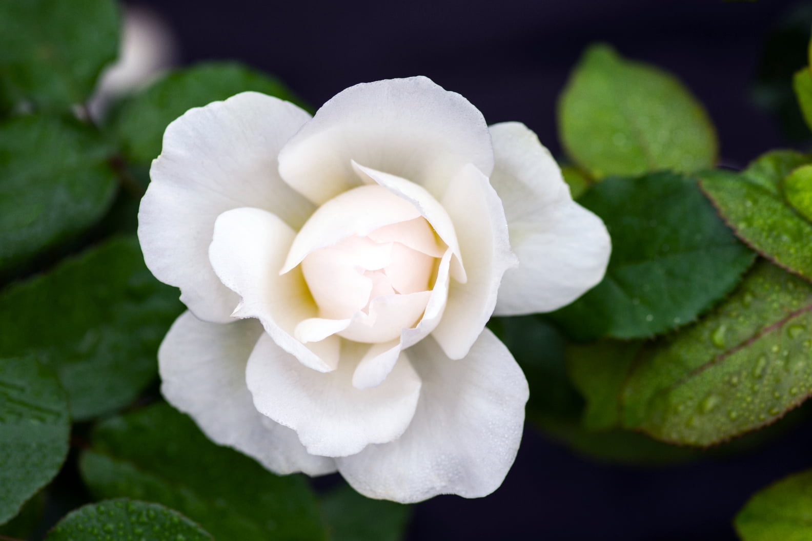 National Plant Network Bareroot Scentables Bolero Floribunda Rose Bush with White Flowers (2-pack)