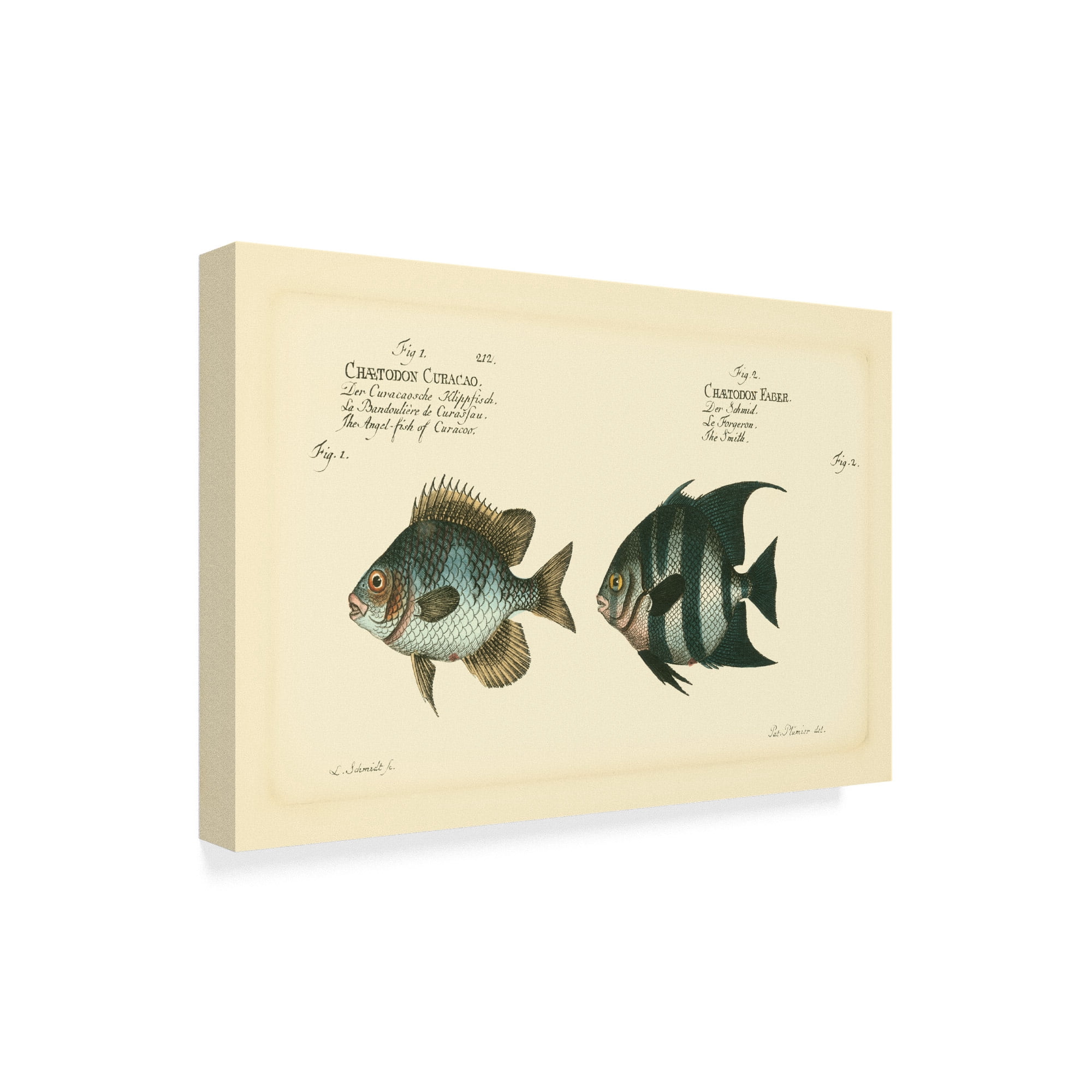 Trademark Fine Art 'Bloch Antique Fish II' Canvas Art by Bloch
