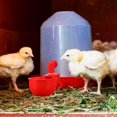 thumbnail image 4 of 24 Piezas Taza de Riego para Pollo, Bebedero de Llenado Automático, Cuenco para Beber de Aves de Corral, 4 of 7