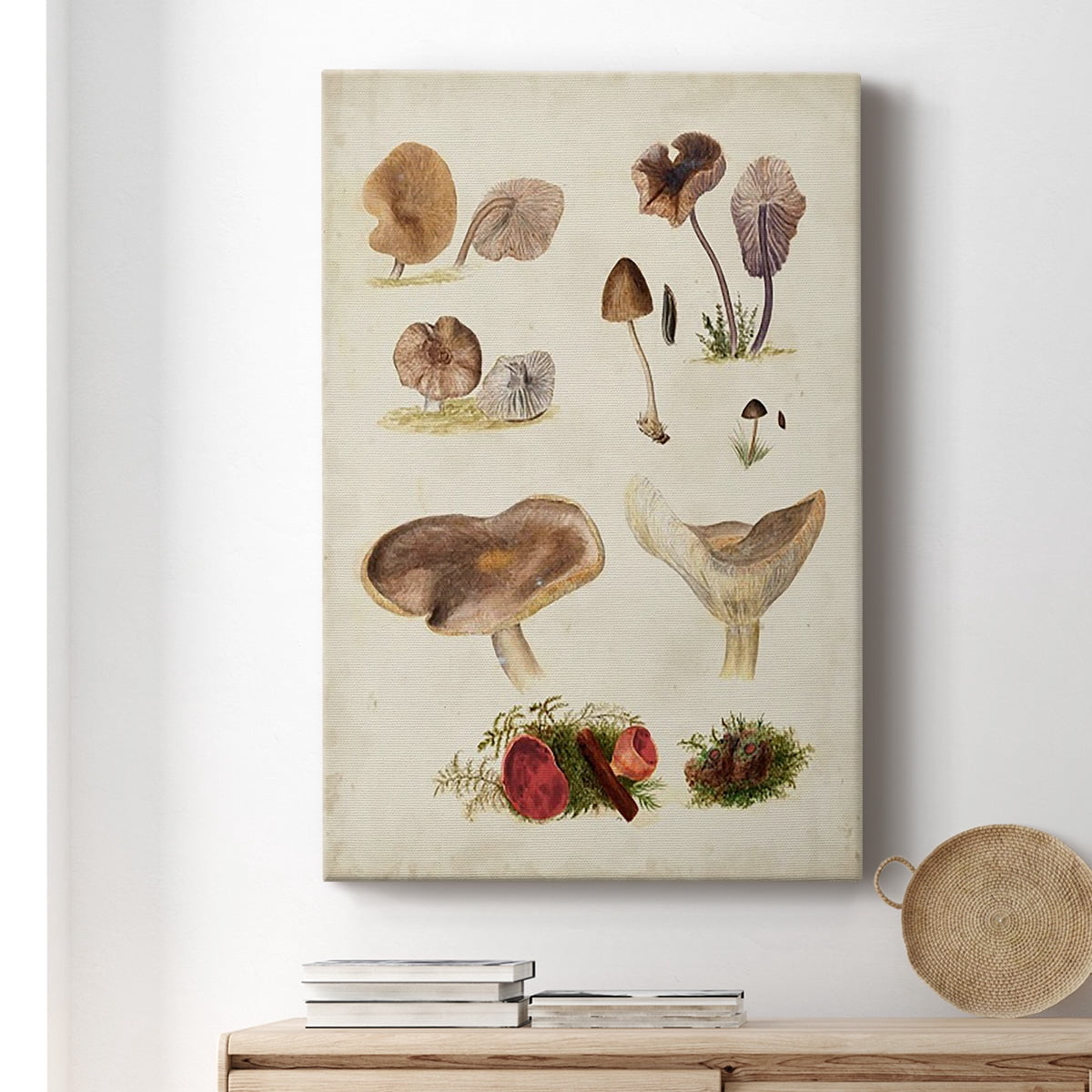Mushroom Species III Premium Gallery Wrapped Canvas - Ready to Hang