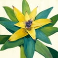 thumbnail image 2 of Meagher, Megan 26x26 White Modern Wood Framed Museum Art Print Titled - Tropical Bloom I, 2 of 4