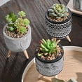 thumbnail image 5 of Teresa's Collections 3 Pcs Artificial Succulents Plants in Ceramic Pot for Table Decor Assorted Faux Succulents for Indoor Living Room Bedroom Decor, 5 of 11