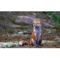 thumbnail image 2 of Cumming, Jim 24x16 Gold Ornate Wood Framed with Double Matting Museum Art Print Titled - Fox Zen - Algonquin Park, 2 of 4