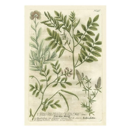 Johanns Garden - Weinmann's Garden II Print Wall Art By Johann Wilhelm Weinmann