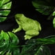 thumbnail image 4 of Figura de rana, modelo realista de animal, material didáctico educativo, juguete para niños, adorno., 4 of 7