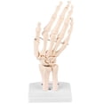 thumbnail image 2 of Modelo de esqueleto para estudio de articulación de mano humana en tamaño natural y anatómico médico, 2 of 14