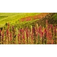 thumbnail image 6 of Food to Live, Organic Red Quinoa, 1 Pound, Non-GMO, Raw, Sproutable, 6 of 6