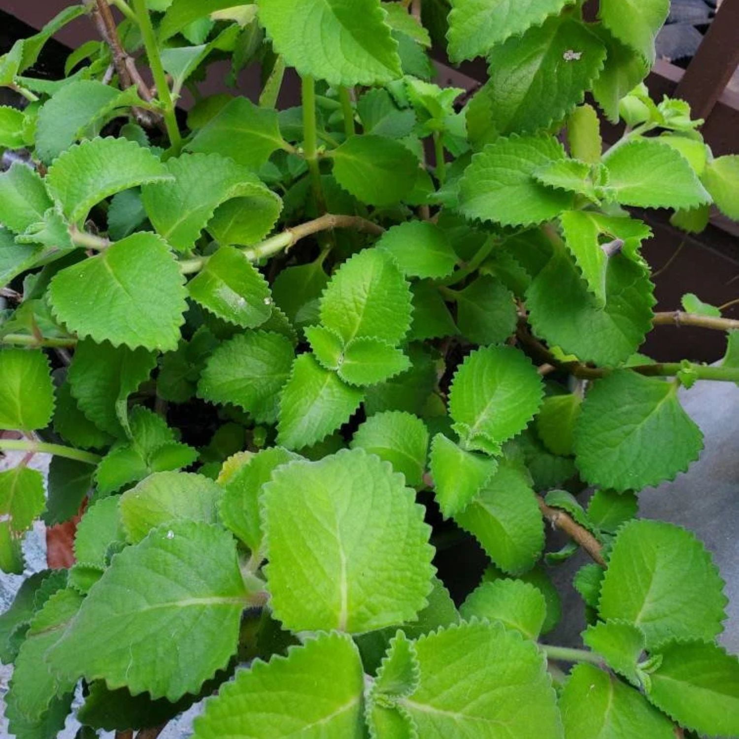 3 Organic Cuban Oregano Live plant, Oregano Brujo Plant, Tropical Herb Live Plant, Organic Spanish Thyme, Easy to Root