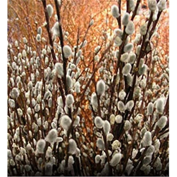One Pussy Willow Tree Cuttings - Ready to Plant - Salix Discolor - Beautiful Flowering Cat Skins Tree - Attracts Butterflies and Hummingbirds