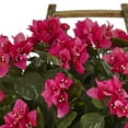thumbnail image 2 of Bougainvillea in Rustic Wood Planter, 2 of 3