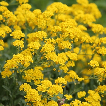 30 Seeds - Basket of Gold Alyssum - Cold, Open-Pollinating, Drought Tolerant, Early Spring Planting Guide