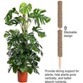 thumbnail image 2 of 2 Pack Support Support For Climbing Plants Extendable Coconut Moss Stick, 2 of 5