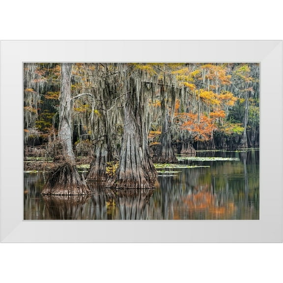 Jones, Adam 14x11 White Modern Wood Framed Museum Art Print Titled - Bald Cypress tree draped in Spanish moss with fall colors Caddo Lake State Park-Uncertain-Texas