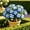 d, variant on Desert Rose-Easy Grow-Low Maintenance-Ideal for Beds Borders,Plant Pots & Planters