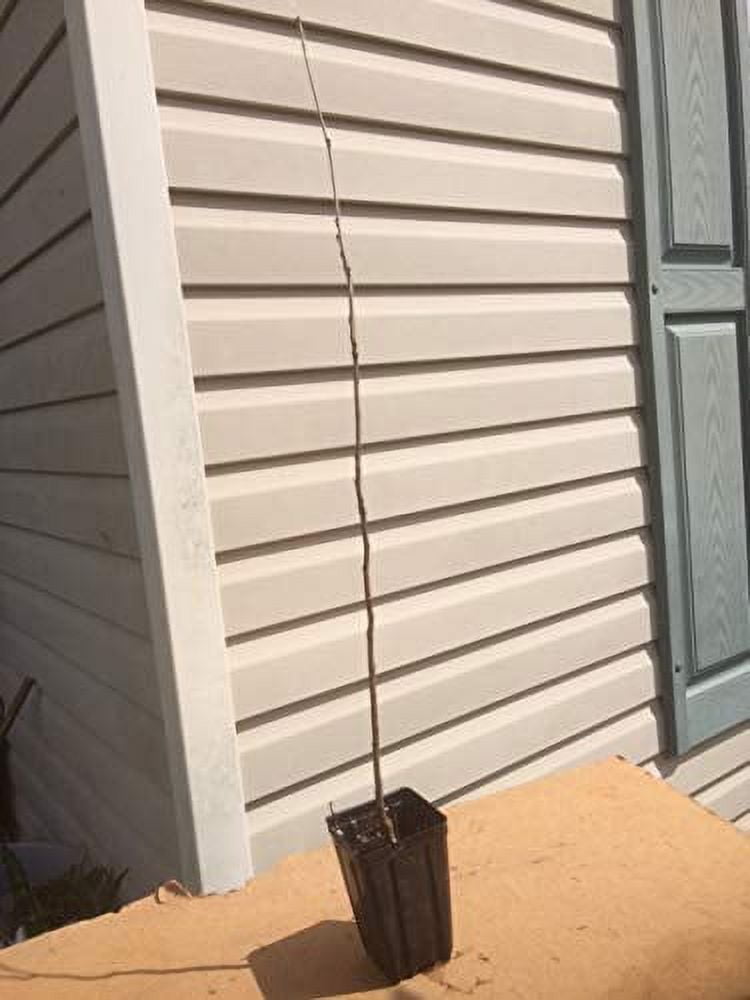 Beautiful Blue Moon Wisteria, Vine Plant, Attracts Hummingbirds, Potted Plant Fragrant Flowrs, in Dormancy (1-2 Feet). not for Sale California