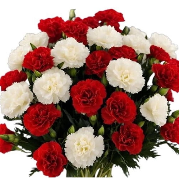 KaBloom :18 Red and White Carnation without vase, Next-Day Delivery, Gift for Every Occasion.