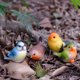 thumbnail image 3 of 4 piezas de adornos de pájaros de resina, micropaisaje, adorables estatuas de pájaros en miniatura, figuras de pájaros pequeños de resina, micropaisajismo, miniadornos de pájaros, 3 of 7