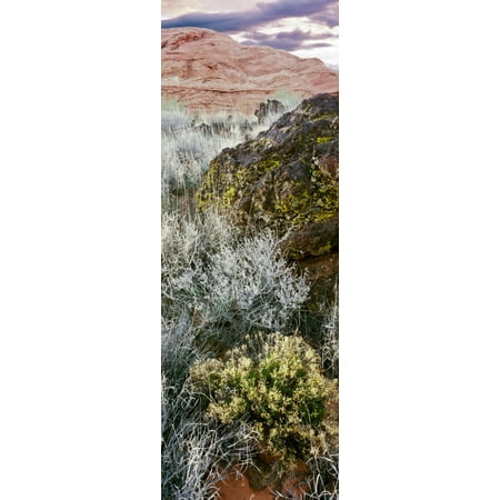 Cliffs in Snow Canyon State Park Washington County Utah USA Stretched Canvas - Panoramic Images (36 x