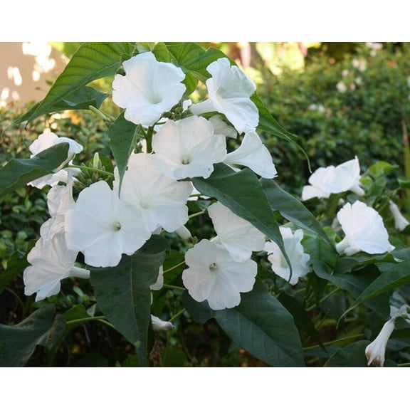 30 Morning Glory Seeds - Perennial Flowers -, Self-Pollinating - for Summer/Early Fall Planting - Enhance Your Garden with Blooms