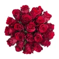thumbnail image 3 of Natural Fresh Flowers Explorer Roses, 3 of 9