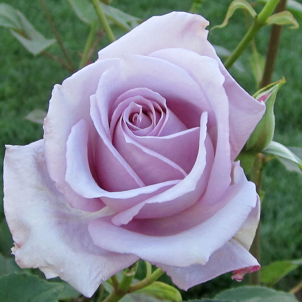 Heirloom Roses Rose Bush - Blue Girl Hybrid Tea , Live Rose Plant