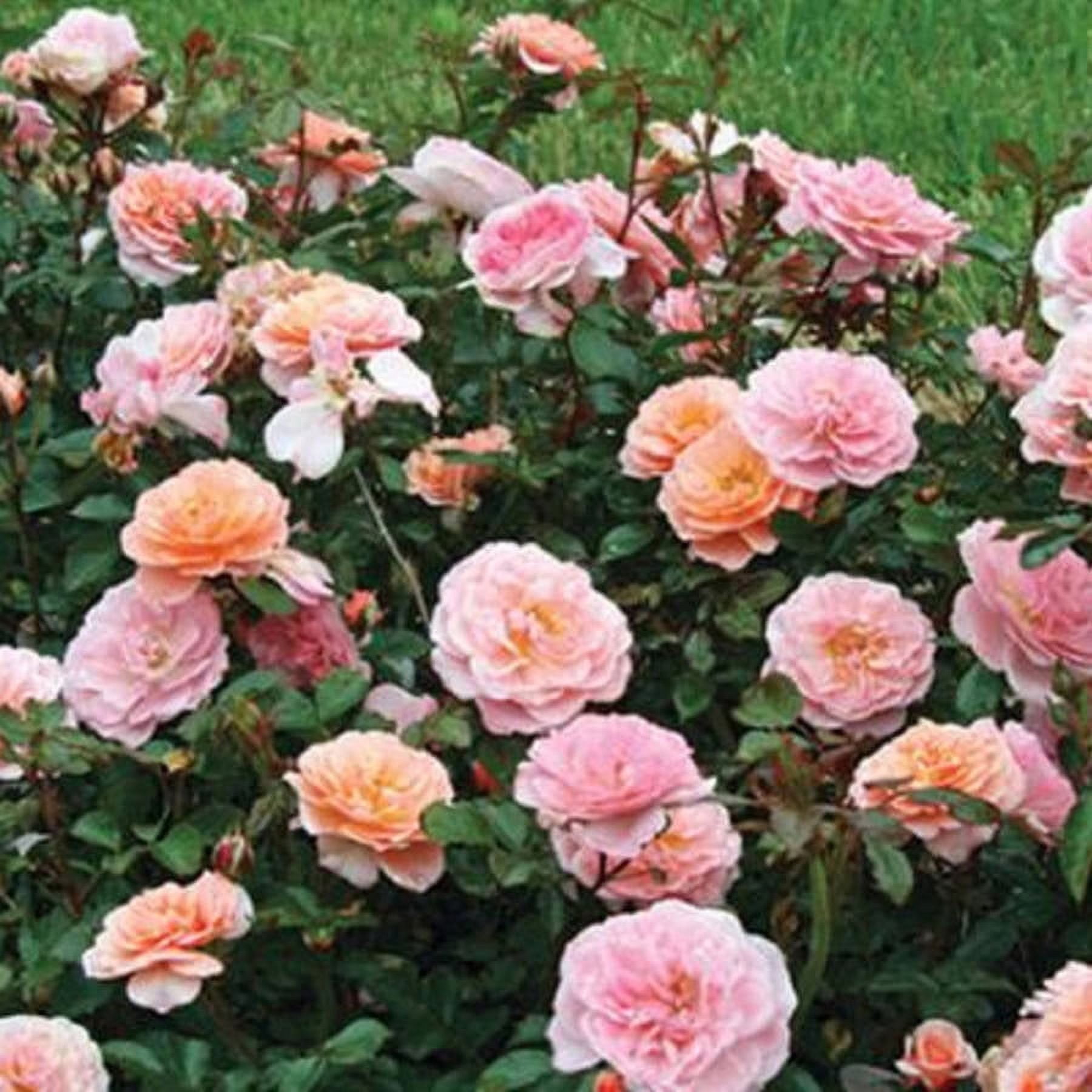 Apricot Drift Rose (1 Gallon) Low-Growing Deciduous Flowering Shrub - Full Sun Live Outdoor Plant